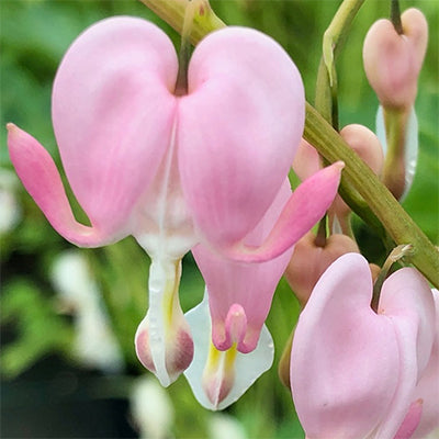 Dicentra spectabilis 'Cupid'