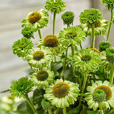 Echinacea Sunseekers 'Green Apple'