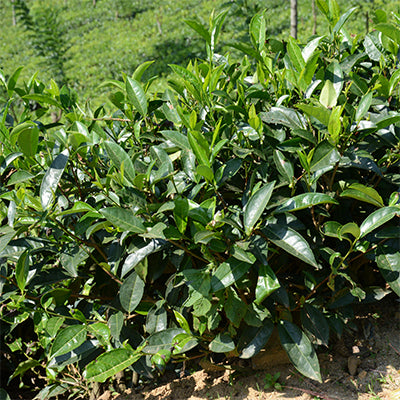 Camellia sisensis 'Large Leaf'