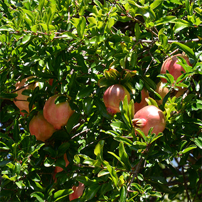 Pomegranate-Punica granatum 'Sirenevyi'