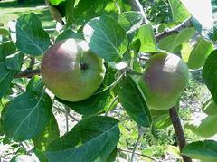 Apple - Malus 'Redfree'