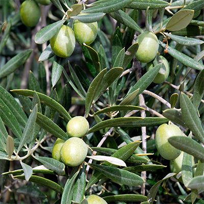 Olea europaea 'Taggiasca'