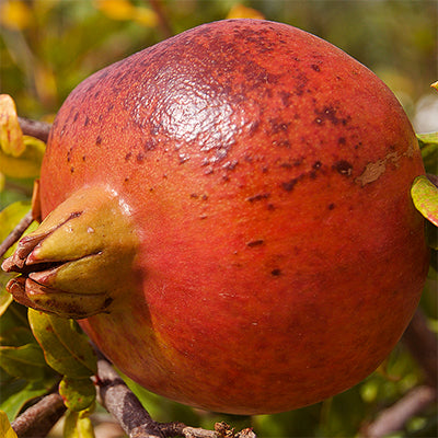 Punica granatum 'Kara Bala Miursal'