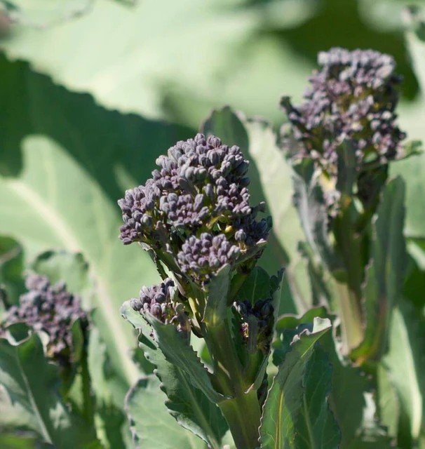 Broccoli - Summer Purple