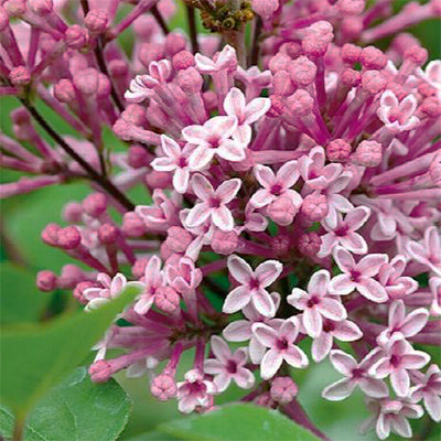 Syringa vulgaris 'Josee'