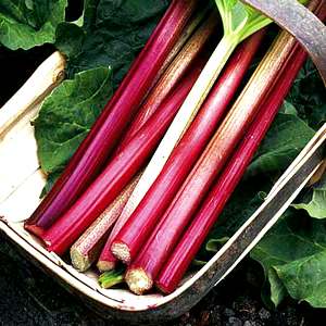 Rheum rhabarbarum 'Strawberry Red'