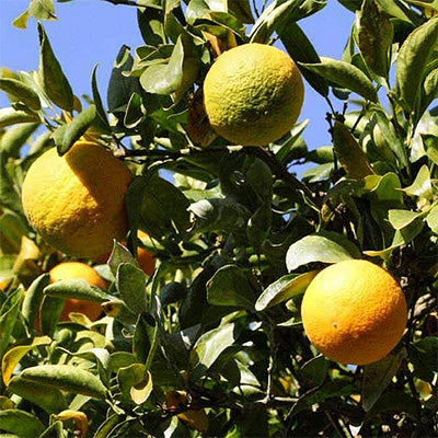 Citrus hybrid 'Citradia'
