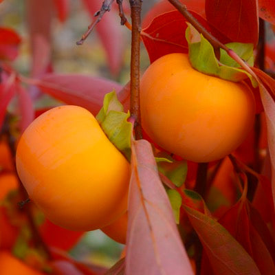 Persimmon-Diospyros kaki 'Oriole'