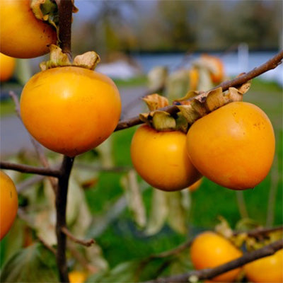 Persimmon-Diospyros kaki 'Phoenix'