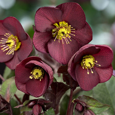 Helleborus 'Merlot