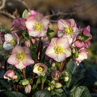 Helleborus 'INR Rosetta'