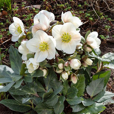 Helleborus HGC 'Frosty'