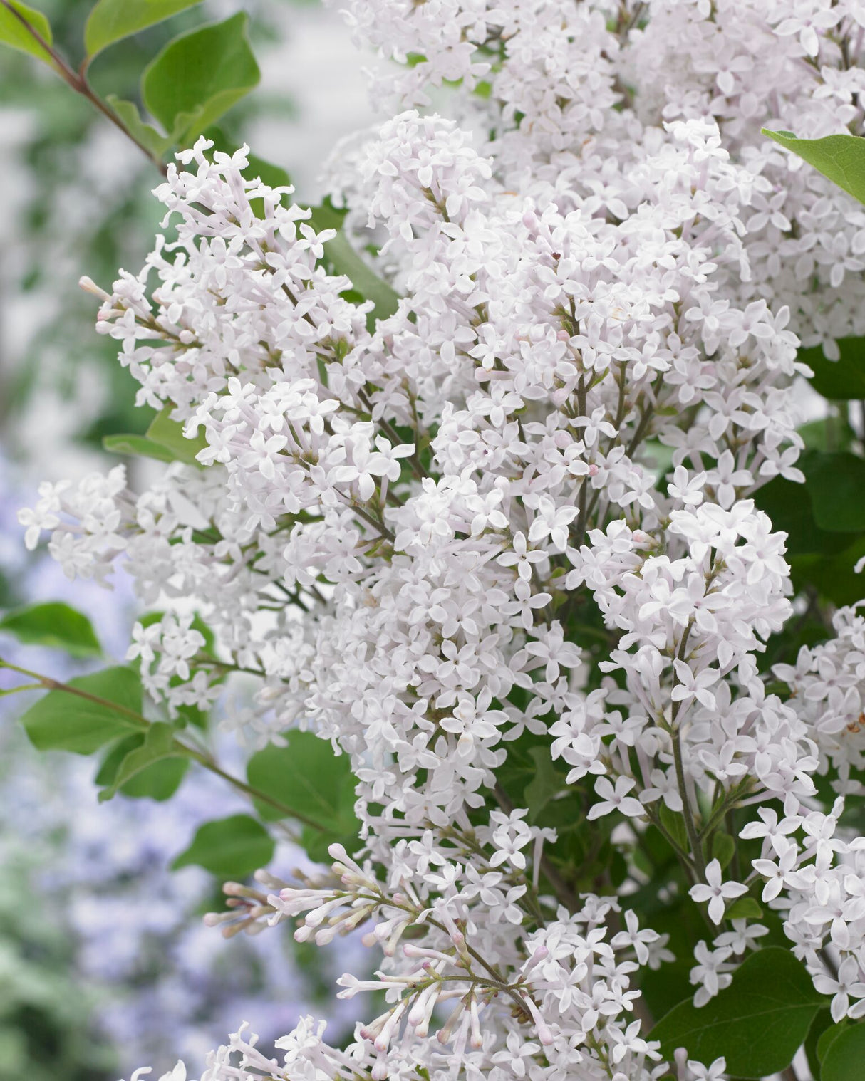 Syringa meyeri 'Flowerfesta White'