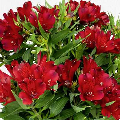 Alstroemeria 'Amsterdam'