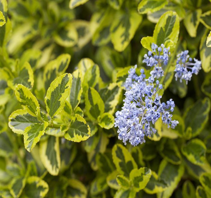 Ceanothus hyrbid 'Lemon Ice'