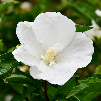 HIbiscus syriacus 'Totus Albus'