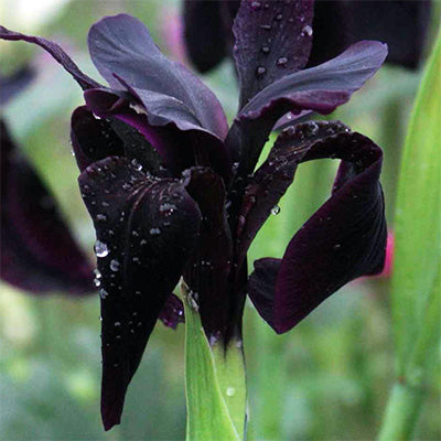 Iris chrysographes 'Black Form'