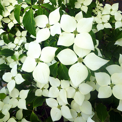 Cornus kousa 'Greensleeves'