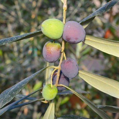 Olea europa 'Star of Crimea'