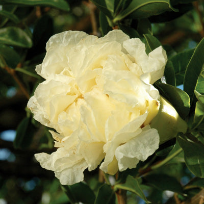 Pomegranate-Punica granatum 'Haku-Botan'