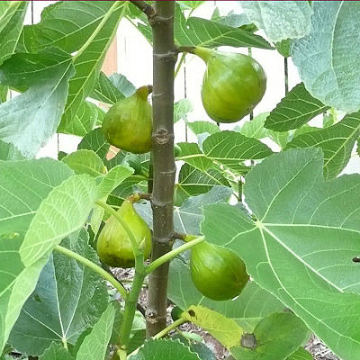 Ficus carica 'Lattarulla'