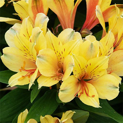 Alstroemeria 'Spring Valley'