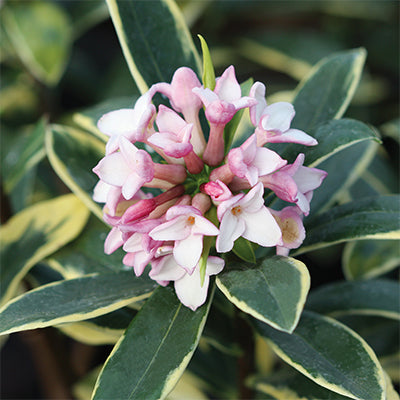 Daphne odora 'Marianni'