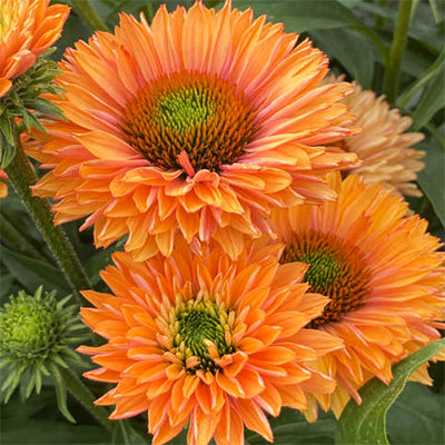 Echinacea Sunseeker 'Pumpkin Pie'