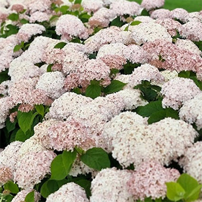 Hydrangea arborescens 'Candybelle Marshmallow'
