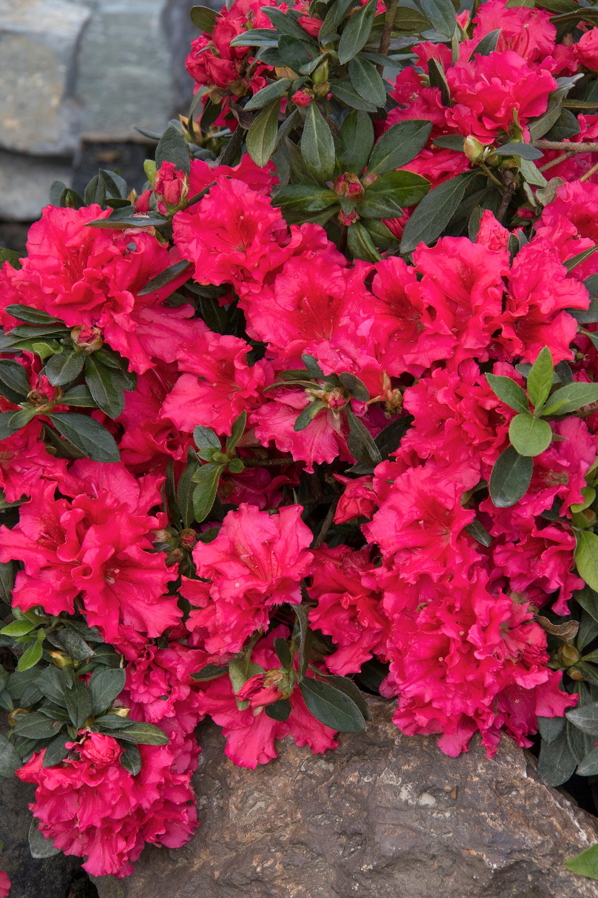 Rhododendron 'Holden's Raspberry Ruffles'
