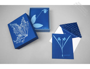 The Cyanotypes of Anna Atkins