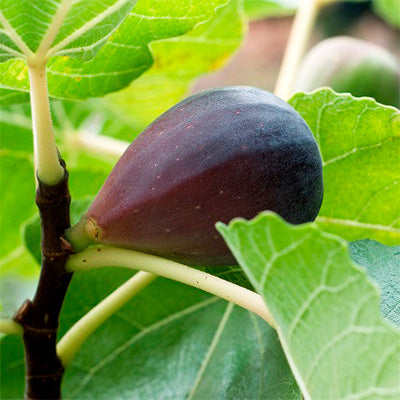 Ficus carica 'Beer's Black