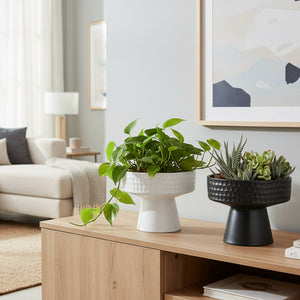 5.9" Cleo Ceramic Planter
