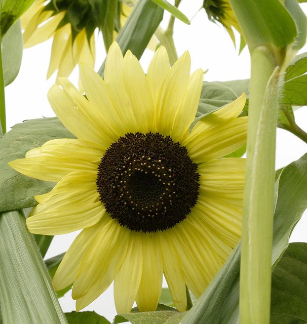 Sunflower - Lemon Queen