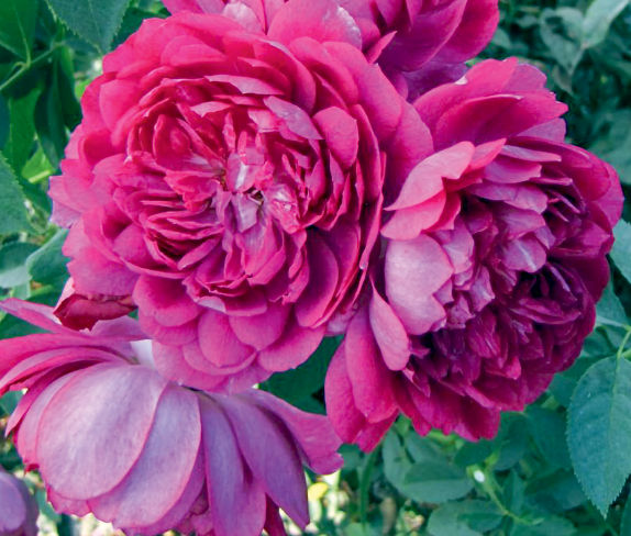 Rosa 'Sultry Night"