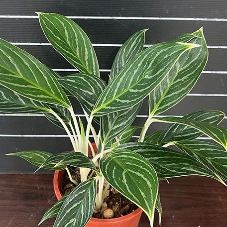 aglaonema australia Aglaonema 'White Tip' – Green Thumb Garden Centre