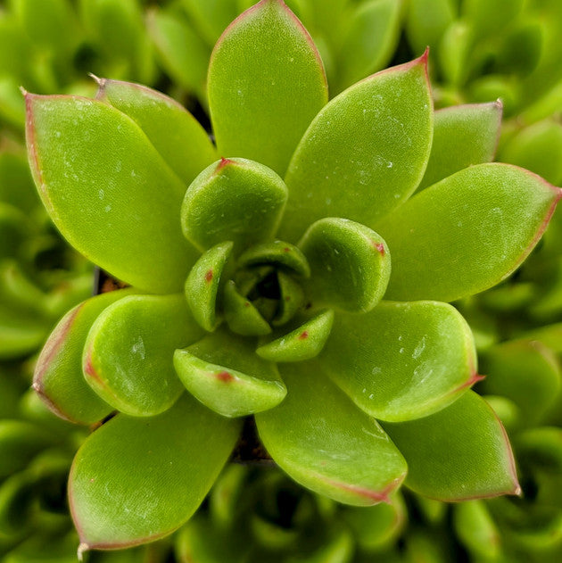 Echeveria 'Spotlight'