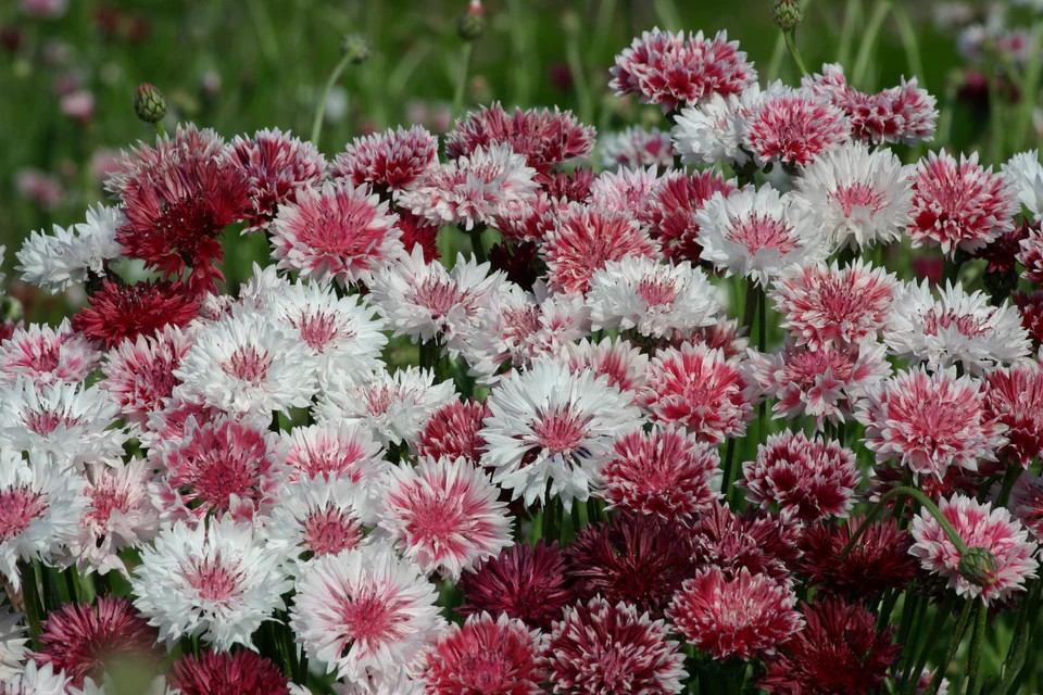 Cornflower - Classic Romantic