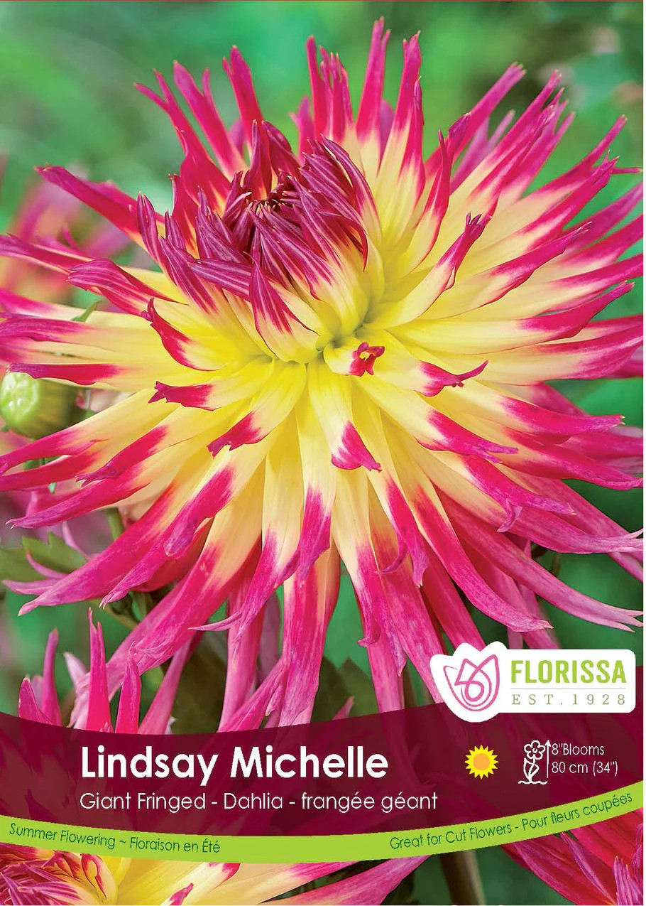 Dahlia Dinnerplate Lindsay Michelle