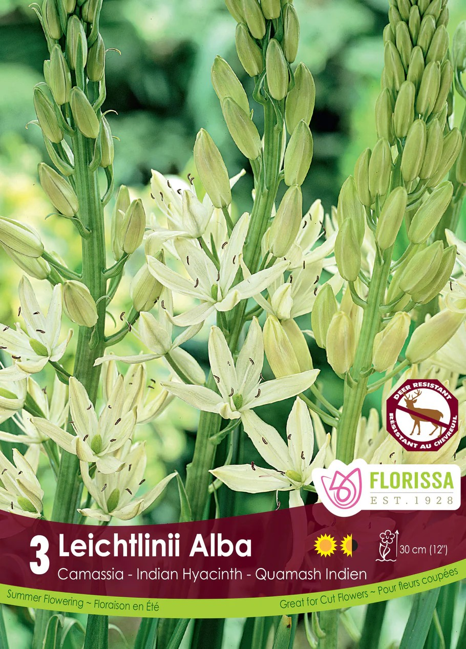 Camassia 'Leichtlinii Alba'