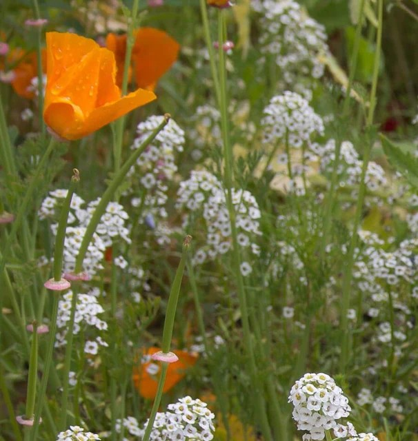 Wildflowers - Beneficial Insect Blend