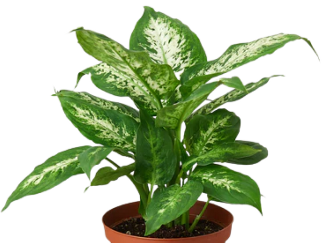 Dieffenbachia 'Tropic Snow'