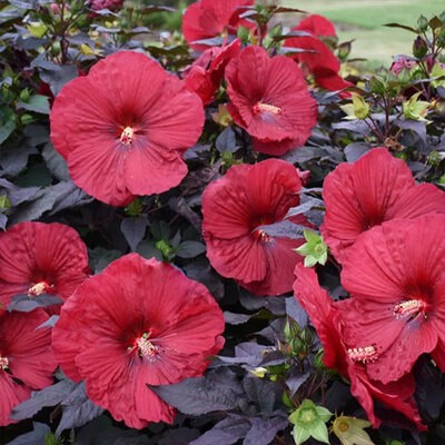 Hibiscus moscheutos 'Carousel Red Wine'