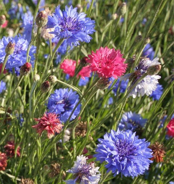 Cornflower - Mixed Cornflowers