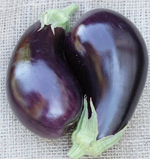 Eggplant - Traviata F1 Certified Organic