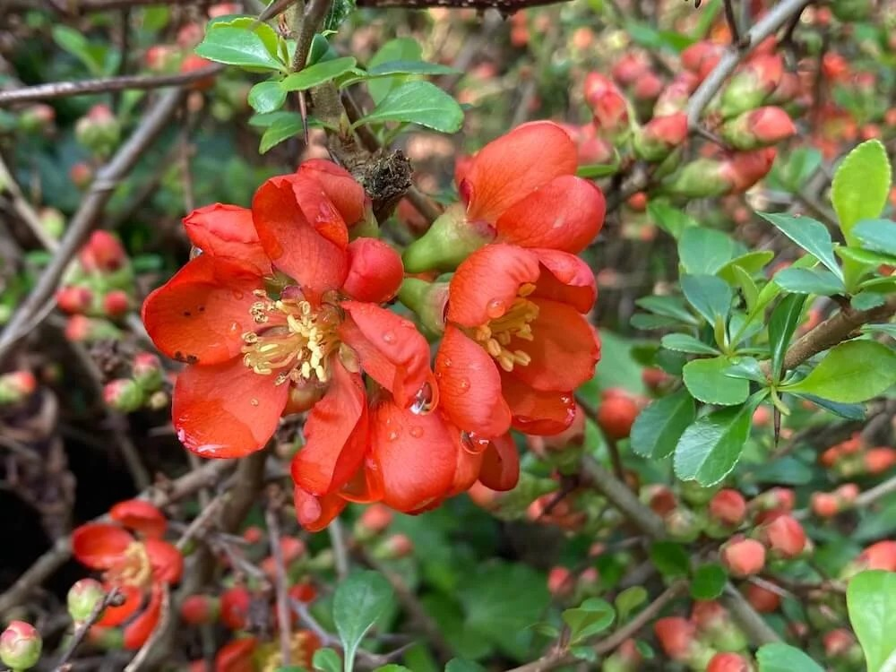 Chaenomeles speciosa 'Orange Delight'