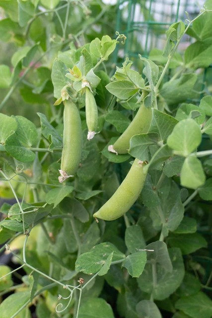 Peas - Little Snappea Crunch Snap