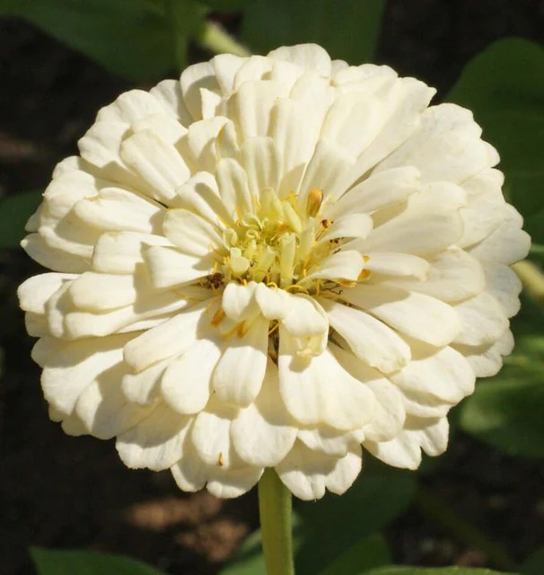 Zinnias - Polar Bear