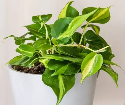 Philodendron ‘Brazil’