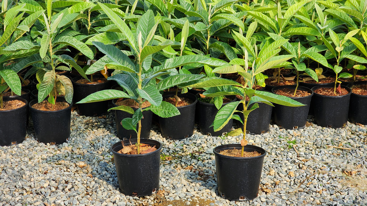 Eriobotrya japonica (Loquat)